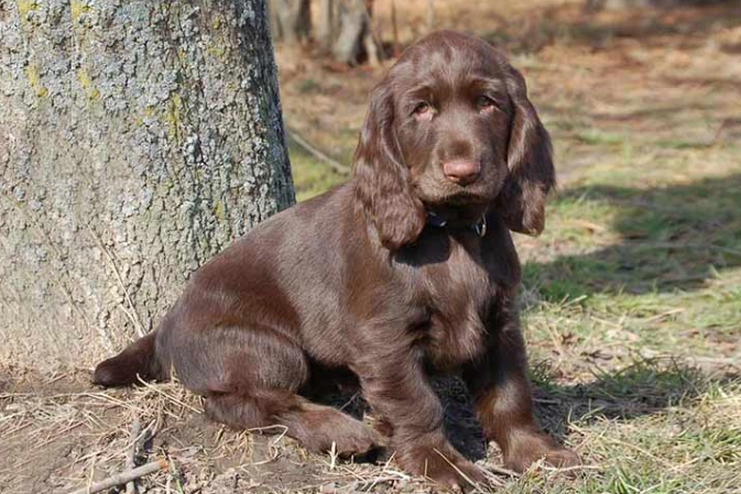 Field Spaniel puppy