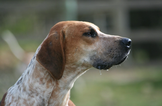 English Foxhound temperament