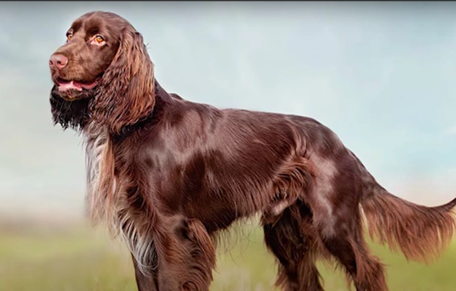 Field Spaniel temperament