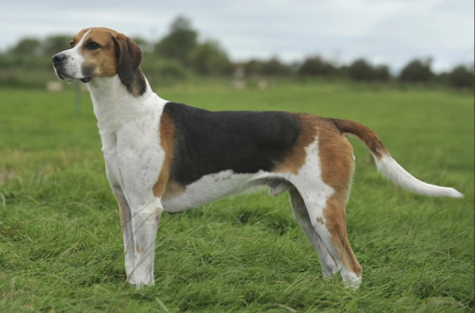 English Foxhound breed information