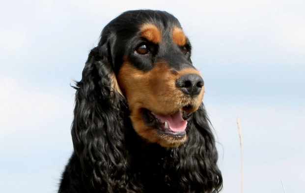 English Cocker Spaniel temperament