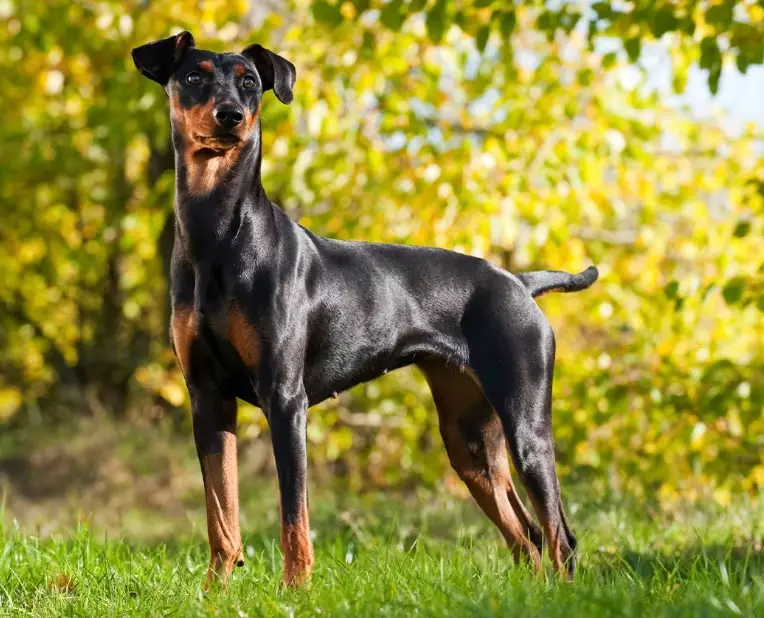German Pinscher puppy cost