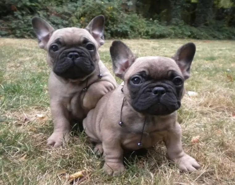 french bulldog puppy price