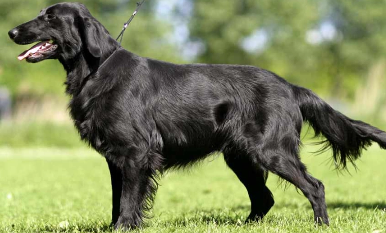 Flat-Coated Retriever care