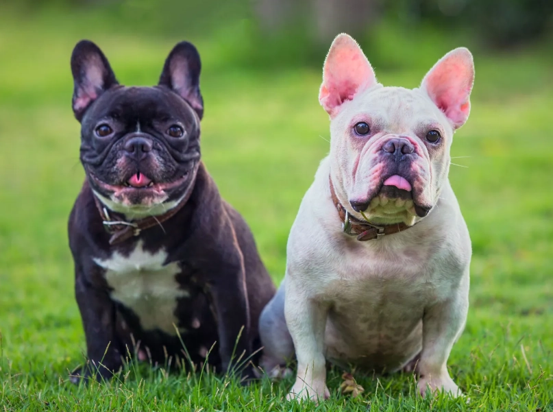 french bulldog puppy price