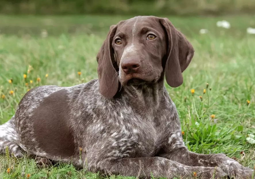 German Shorthaired Pointer temperament