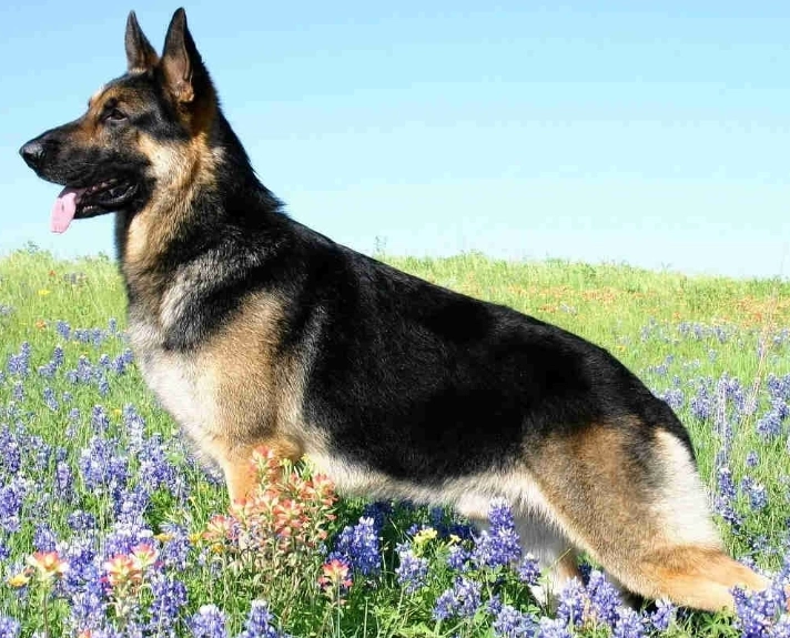 German Shepherd health issues