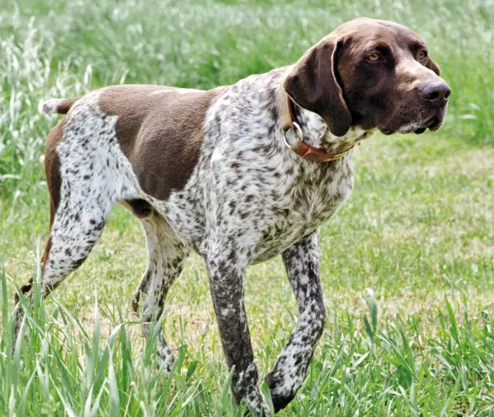 German Shorthaired Pointer temperament
