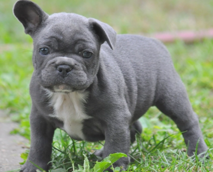 French Bulldog