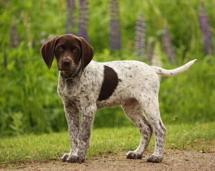 German Shorthaired Pointer