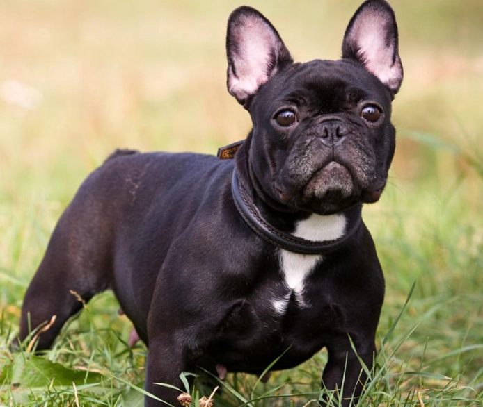 french bulldog health problems
