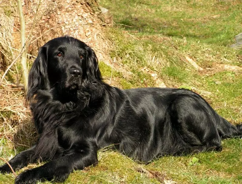 Flat-Coated Retriever