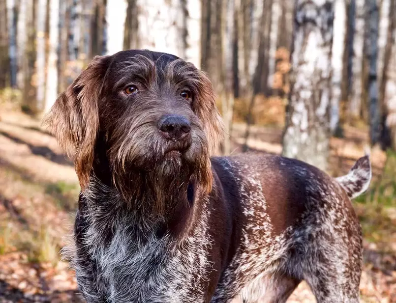 German Wirehaired Pointer temperament German Wirehaired Pointer temperament