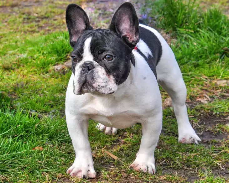 french bulldog care