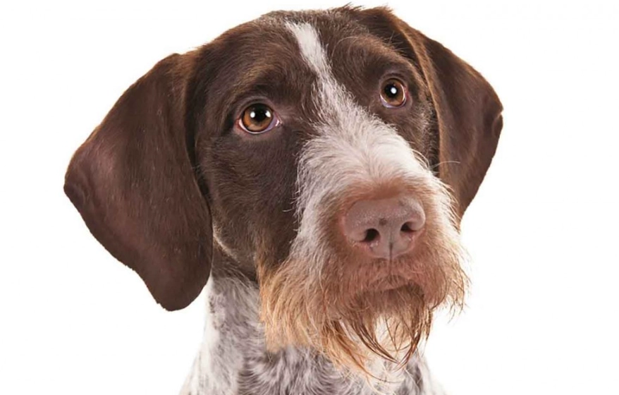 German Wirehaired Pointer grooming German Wirehaired Pointer grooming