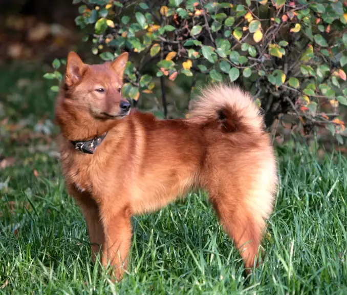 Finnish Spitz barking