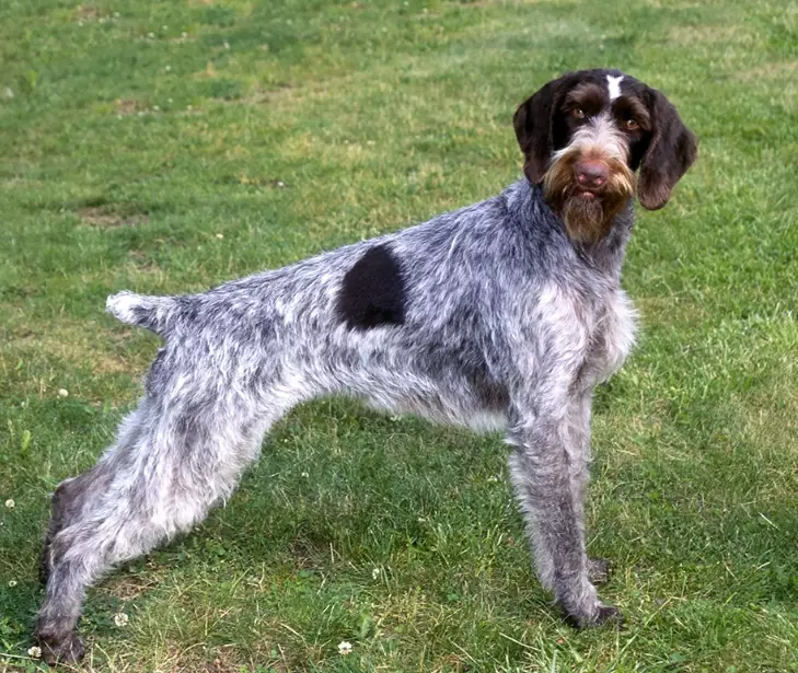 German Wirehaired Pointer temperament German Wirehaired Pointer temperament