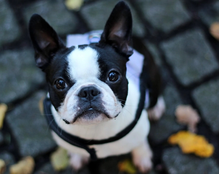 french bulldog health problems