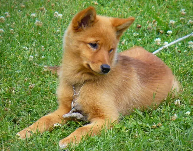 Finnish Spitz puppy