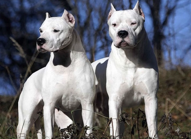 large guard dog breeds