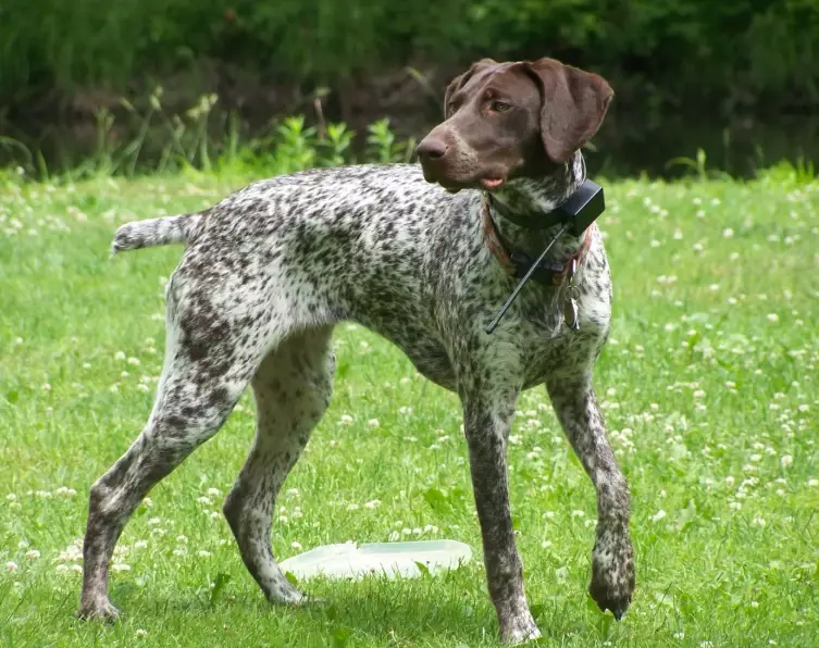 German Shorthaired Pointer temperament