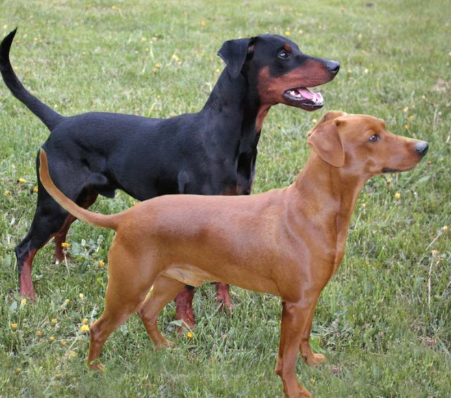 German Pinscher temperament