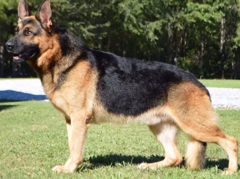 German Shepherd temperament