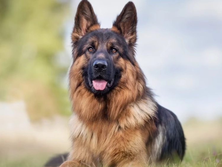German Shepherd temperament