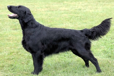 Flat-Coated Retriever care