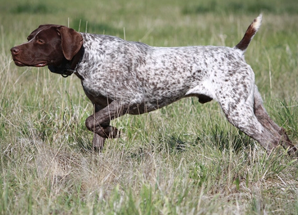 GSP dog breed
