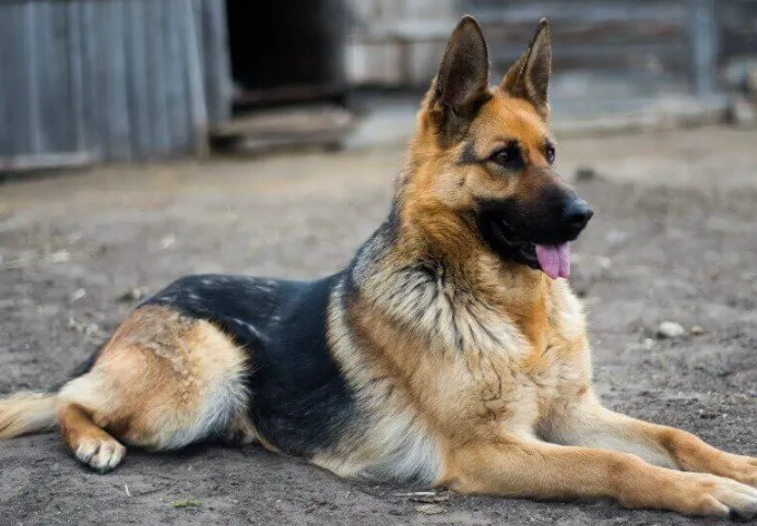 German Shepherd health issues