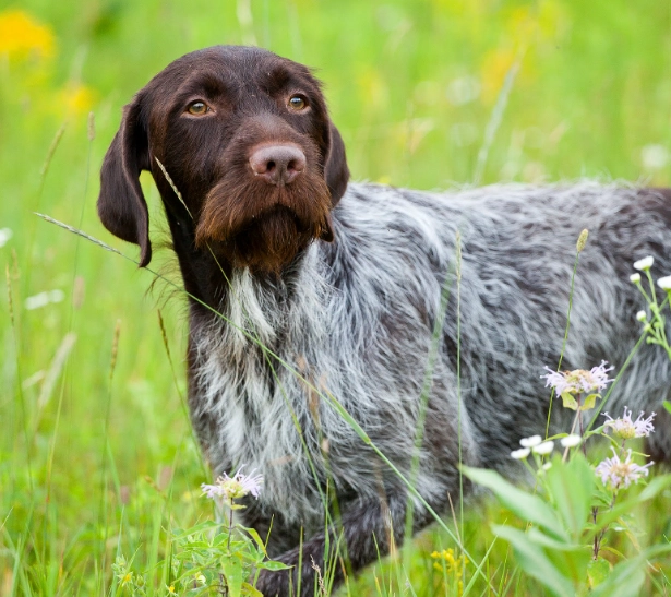 German Wirehaired Pointer grooming German Wirehaired Pointer grooming