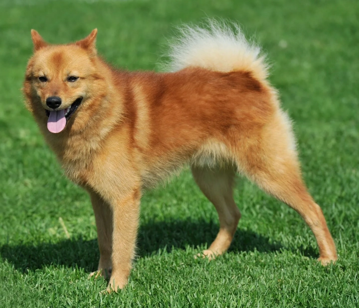 Finnish Spitz barking