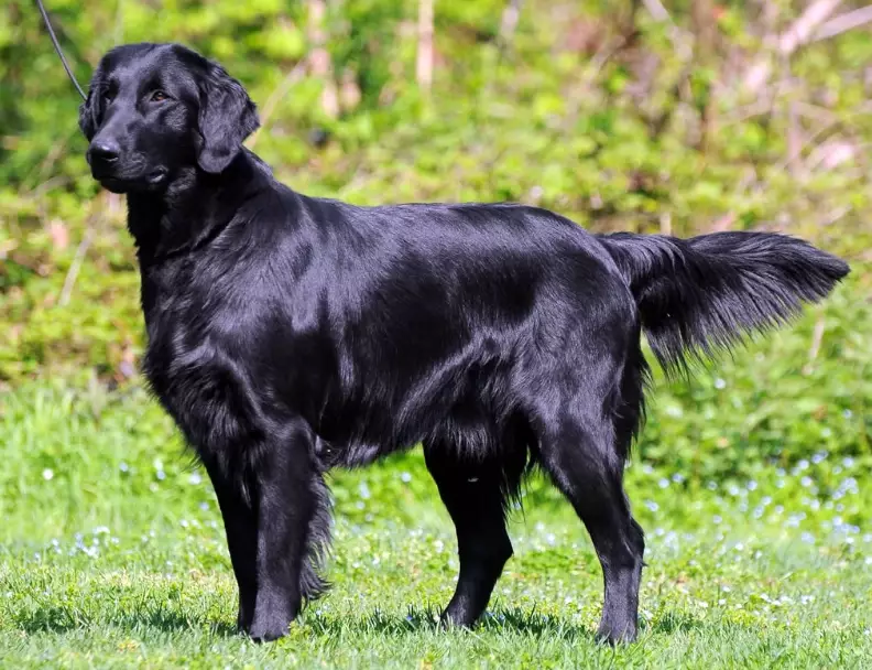 Flat-Coated Retriever temperament