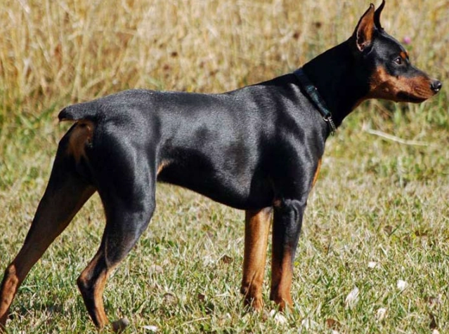 German Pinscher vs Doberman