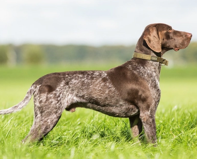 GSP dog breed