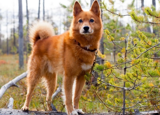 Finnish Spitz temperament