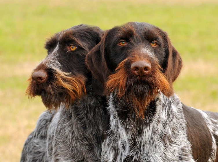 German Wirehaired Pointer grooming German Wirehaired Pointer grooming