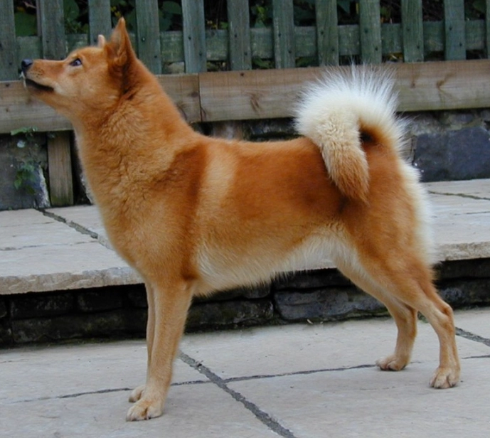 Finnish Spitz puppy