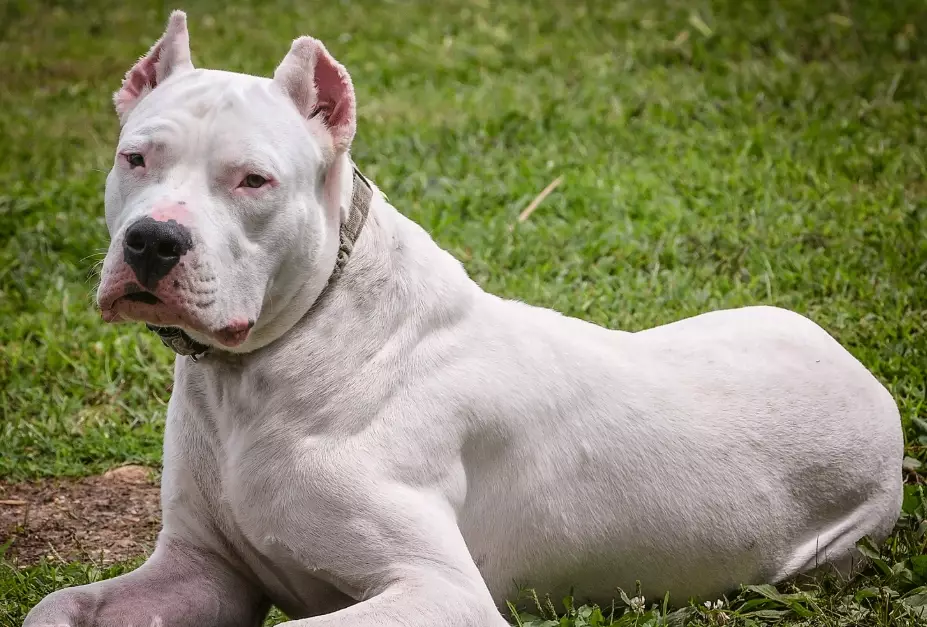 Dogo Argentino