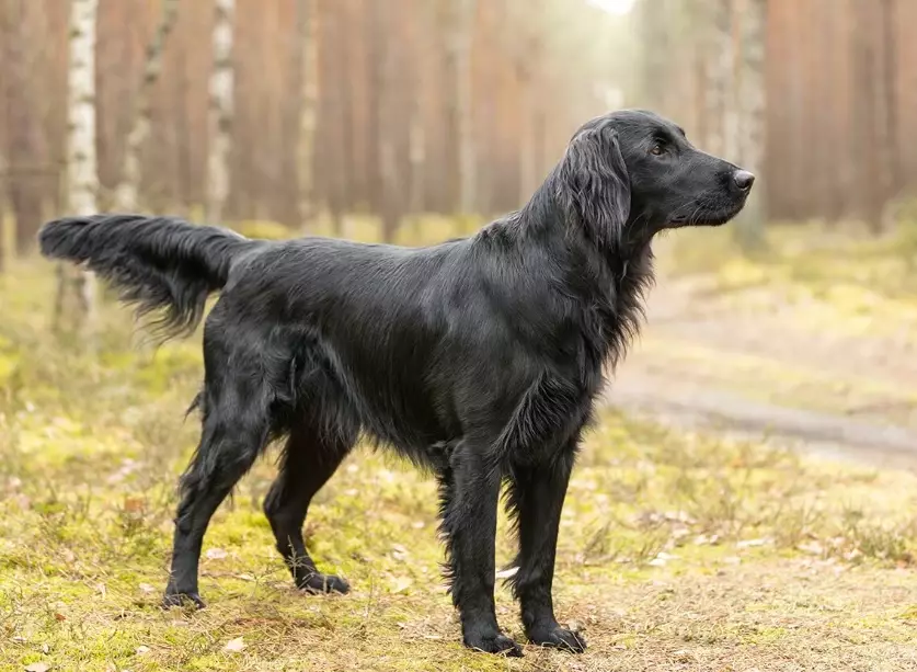 Flat-Coated Retriever care