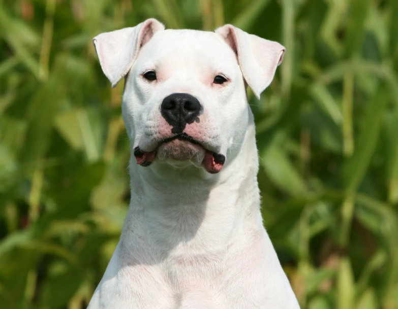 large guard dog breeds