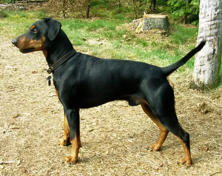 German Pinscher