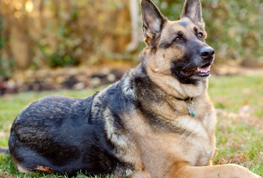 German Shepherd temperament