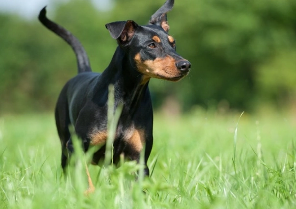 German Pinscher puppy cost