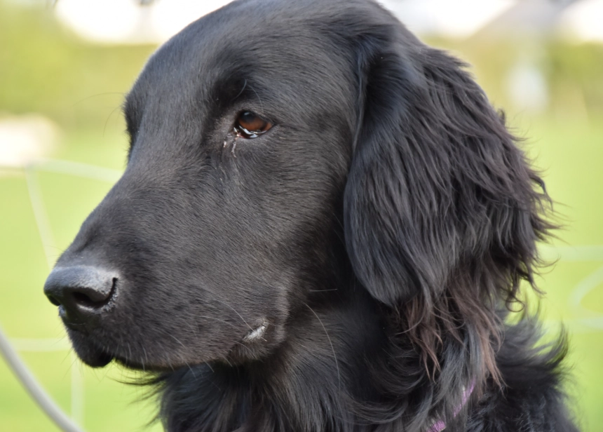 Flat-Coated Retriever temperament