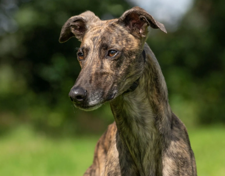 Greyhound adoption