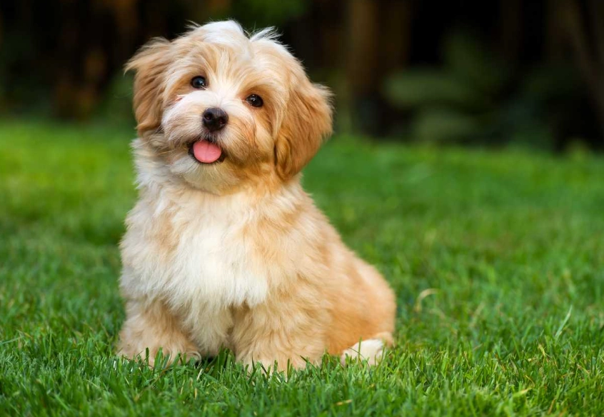 Havanese dog Havanese dog