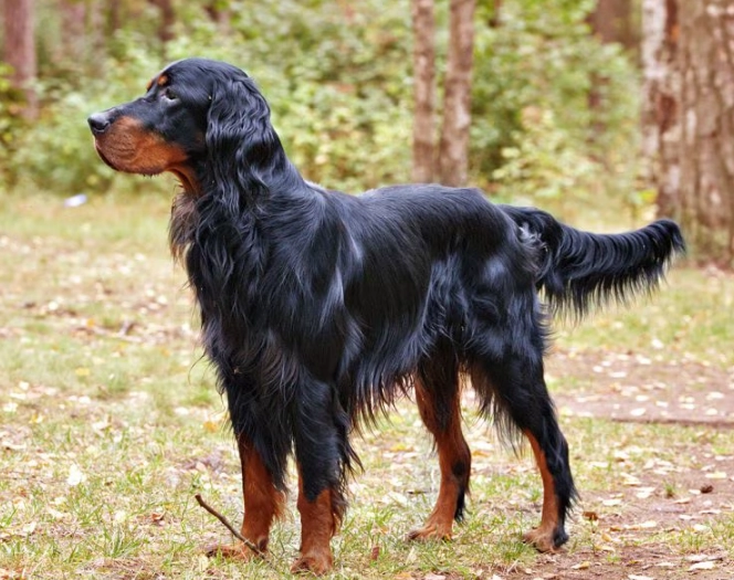 Gordon Setter health issues Gordon Setter health issues