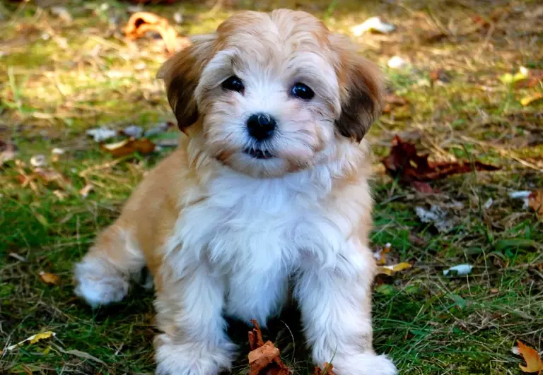 Havanese grooming Havanese grooming